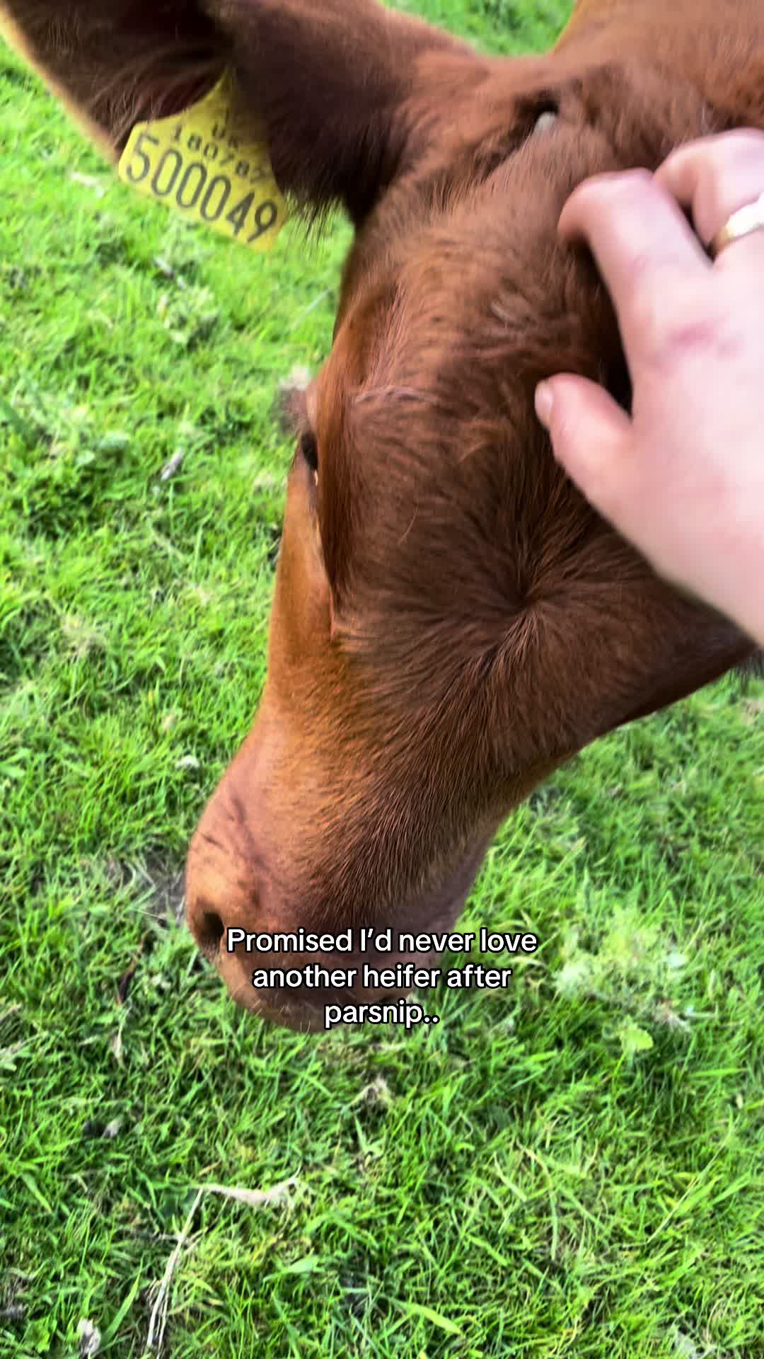 @Ambs 🐑 🐐
