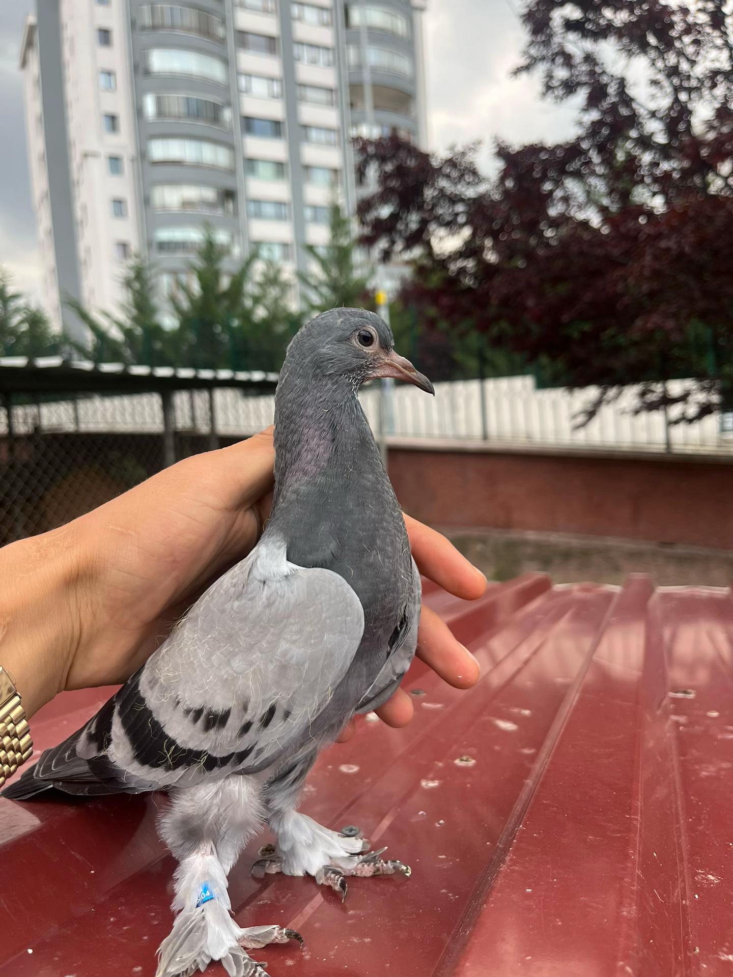 @Oyunkuşu06