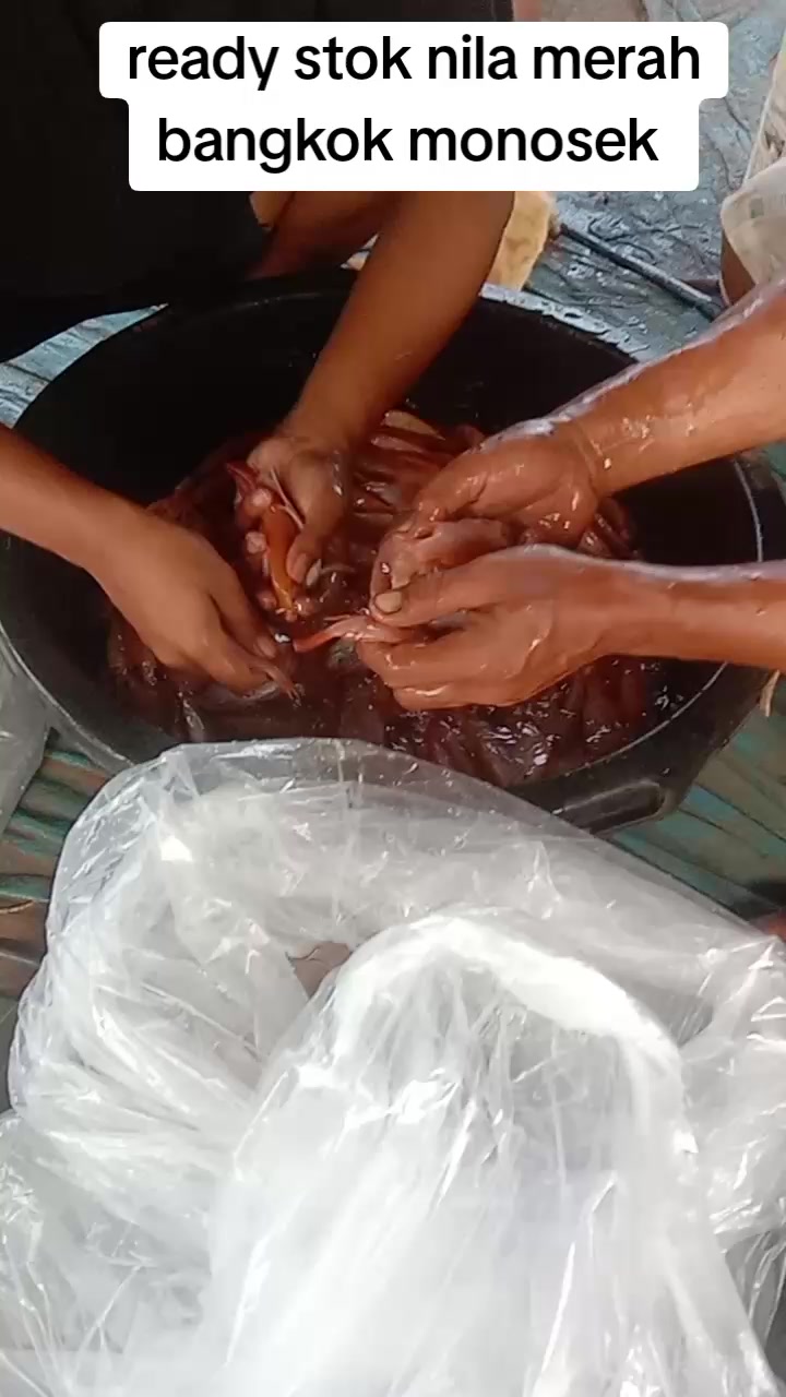 @afdhal koi farm
