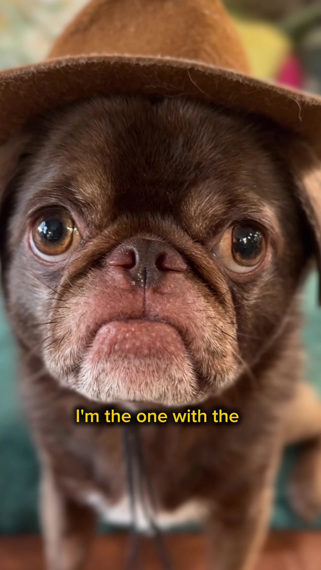 @ChilliThePug