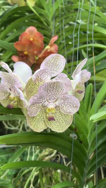 @Anarda Orchids