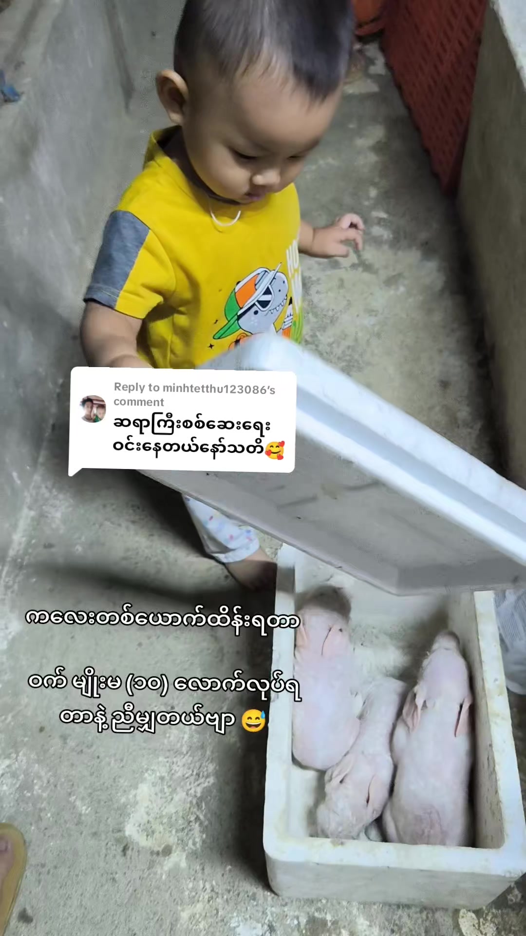 @"ရွှေဖြူးသား"၀က်မွေးမြူရေးခြံ