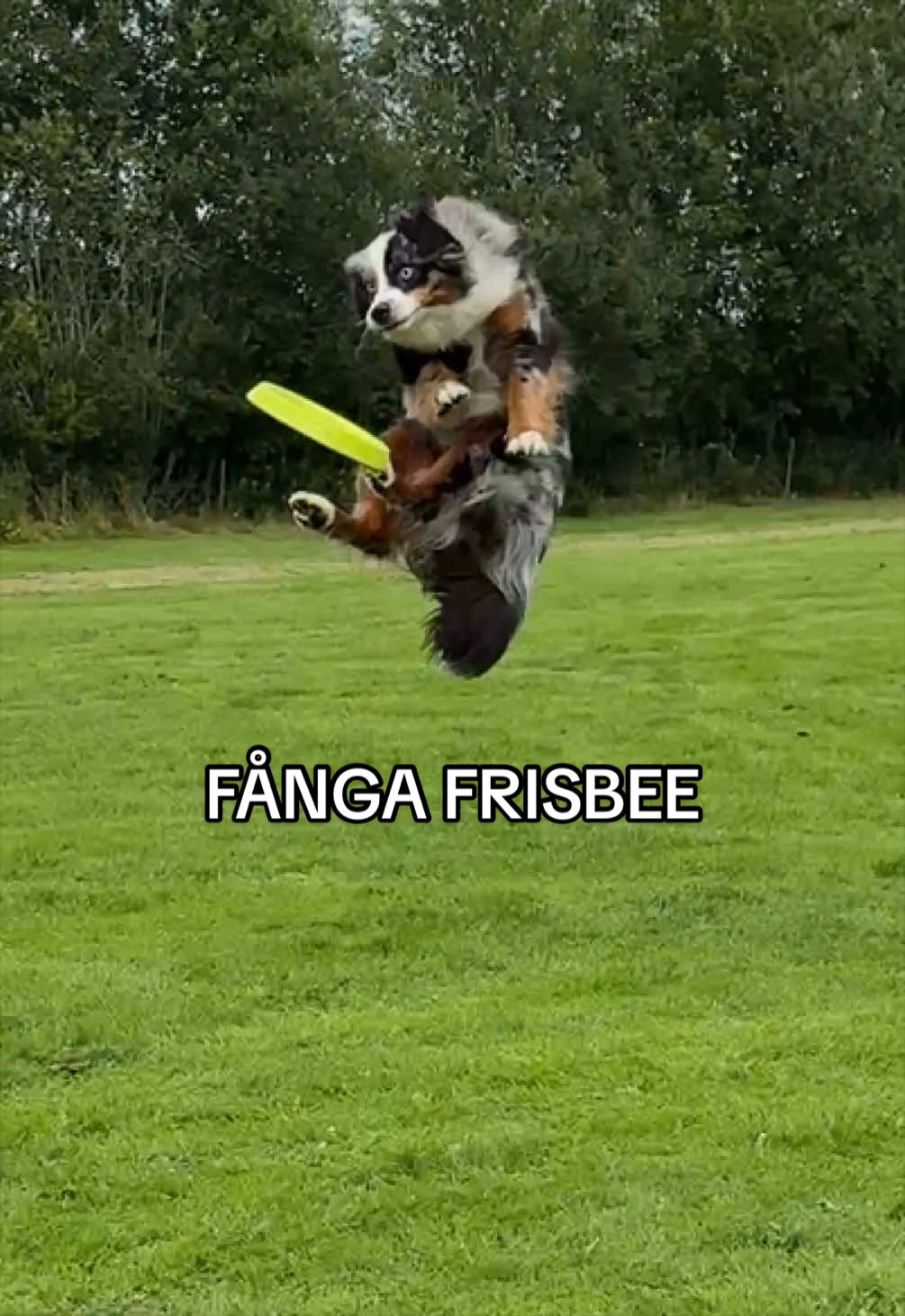@Vilja - Australian Shepherd