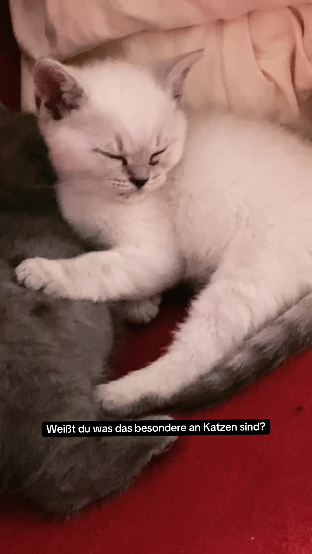 @Kitty & Coco