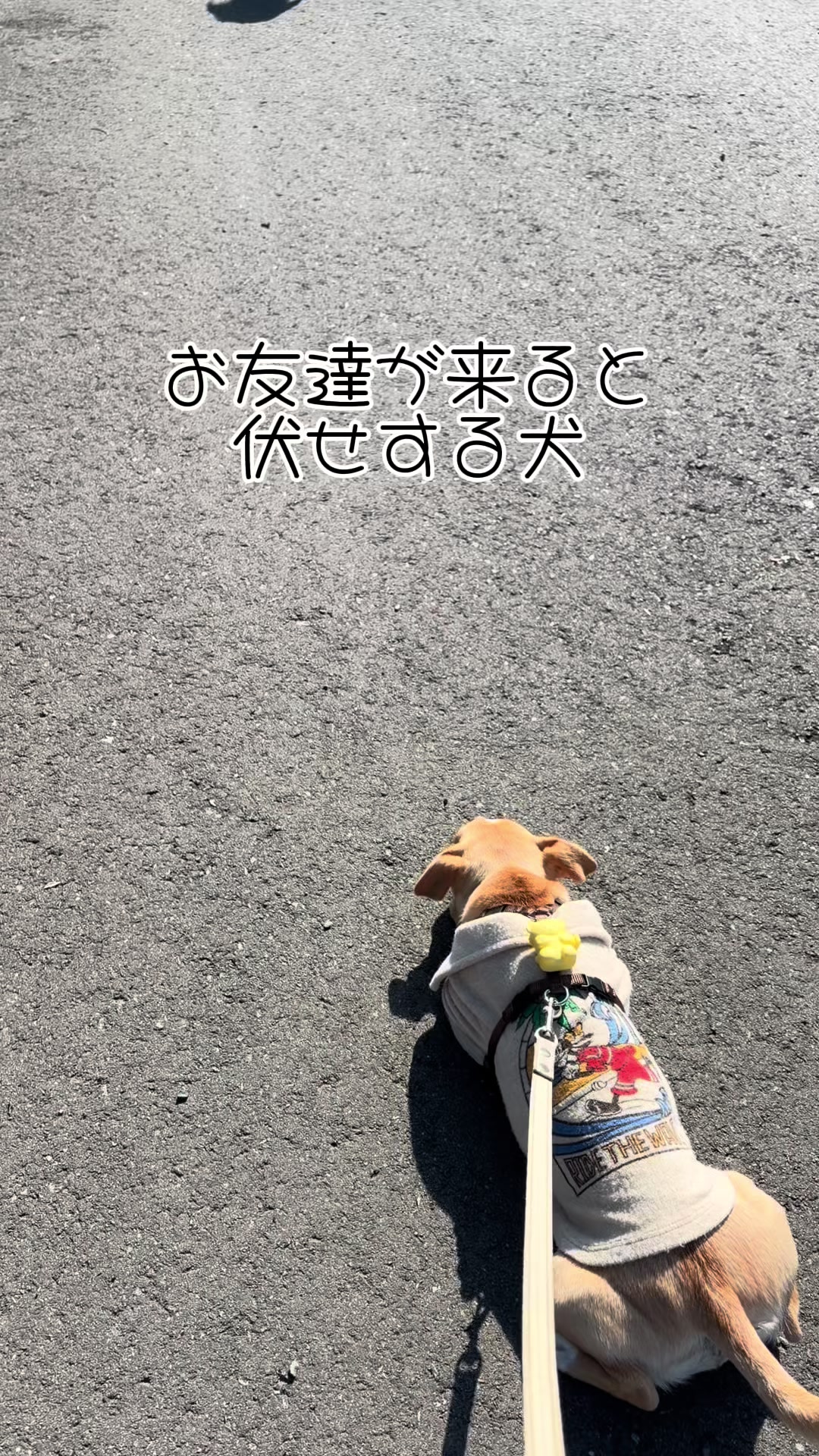 @mugi
