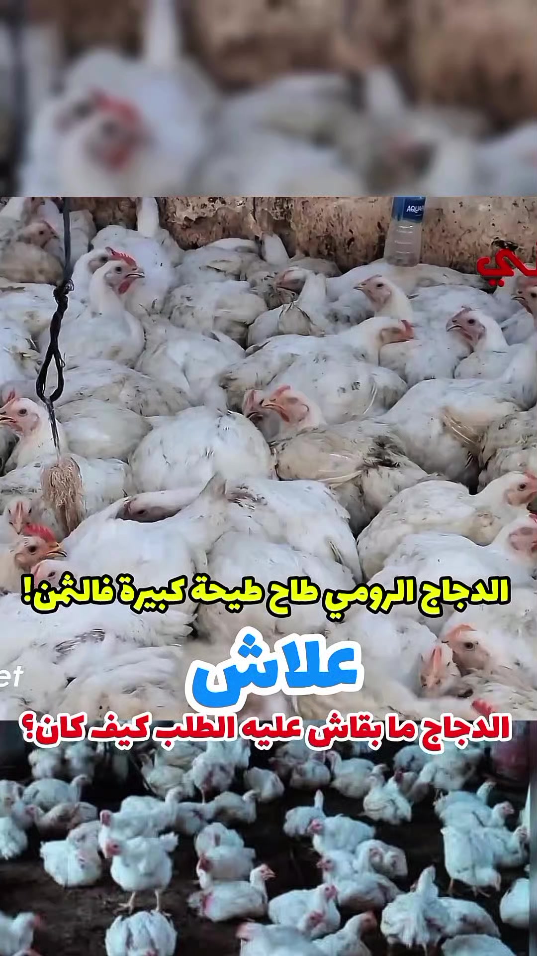 @الحــــــــــاج البيهي