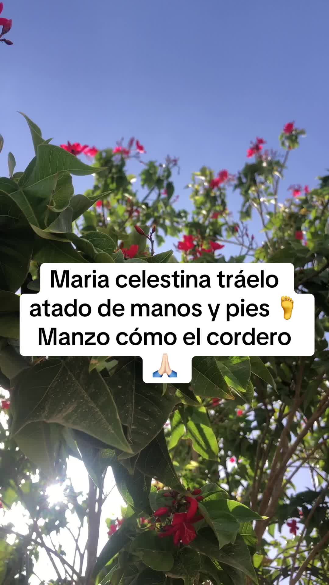@🔮Maestro_San_Miguel🔮