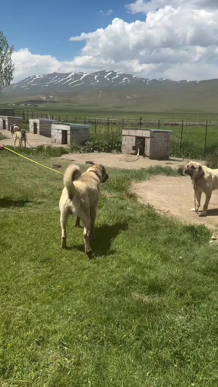@Ahmet &Ouml;ZeN