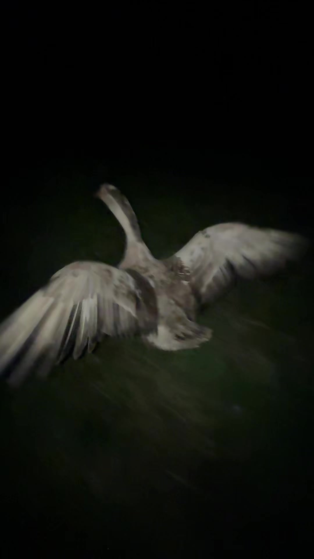 @goose_semyon