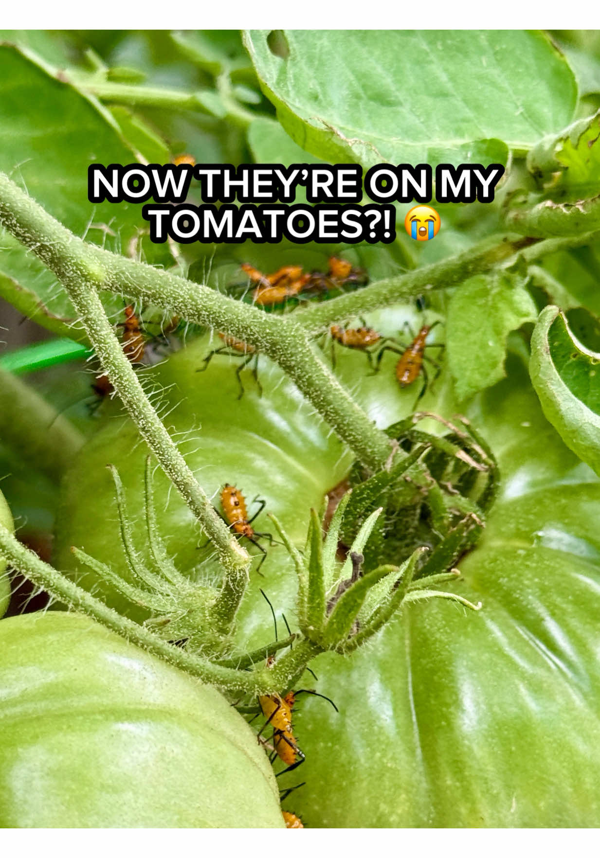 @Sara&rsquo;s Bites 🌱