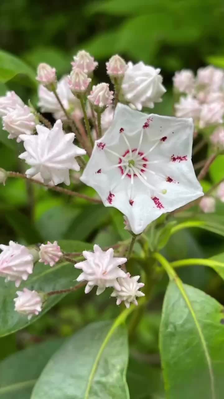 @Mamapocadoke🗽