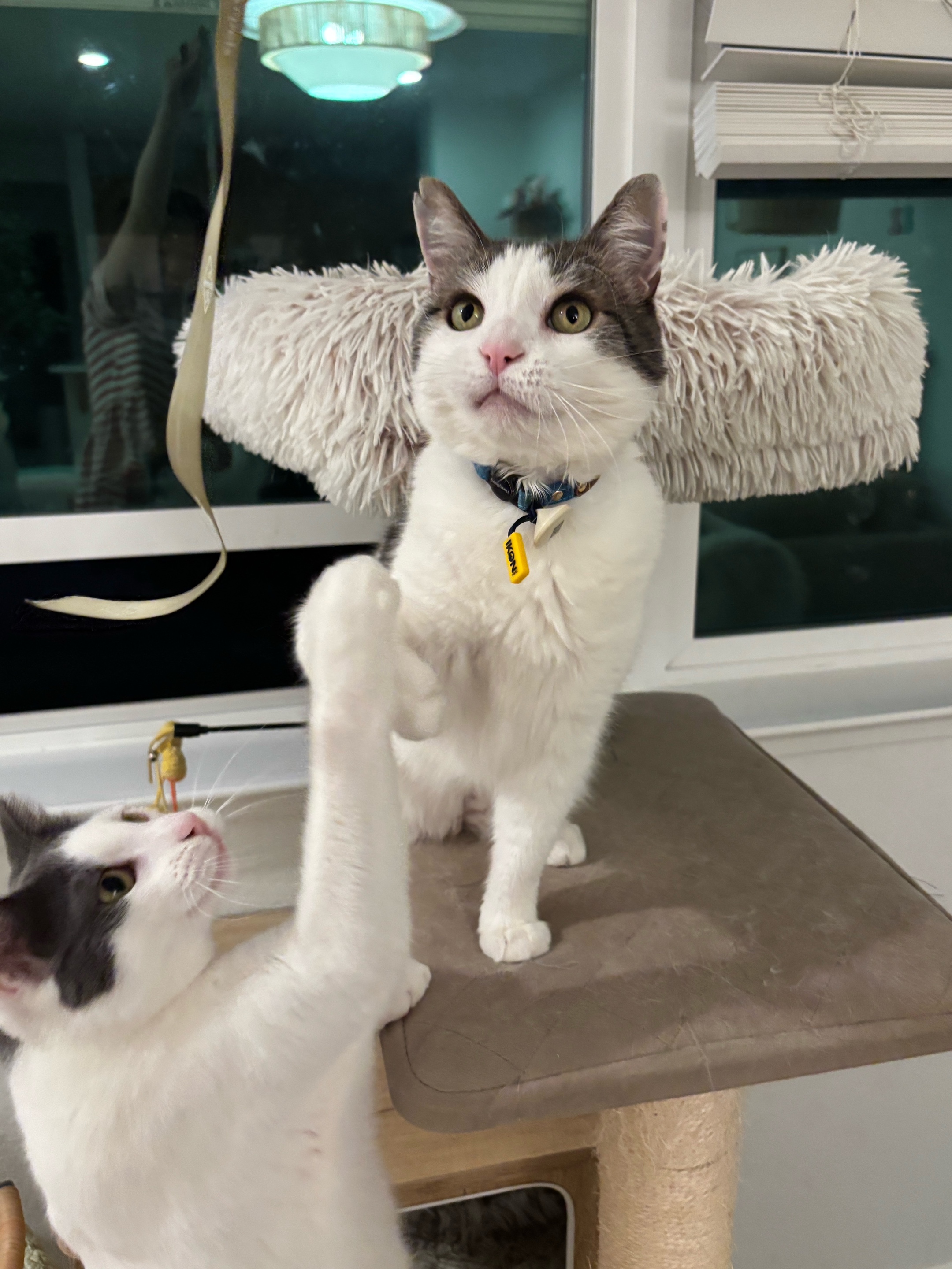 @Mimi Wawa Meow
