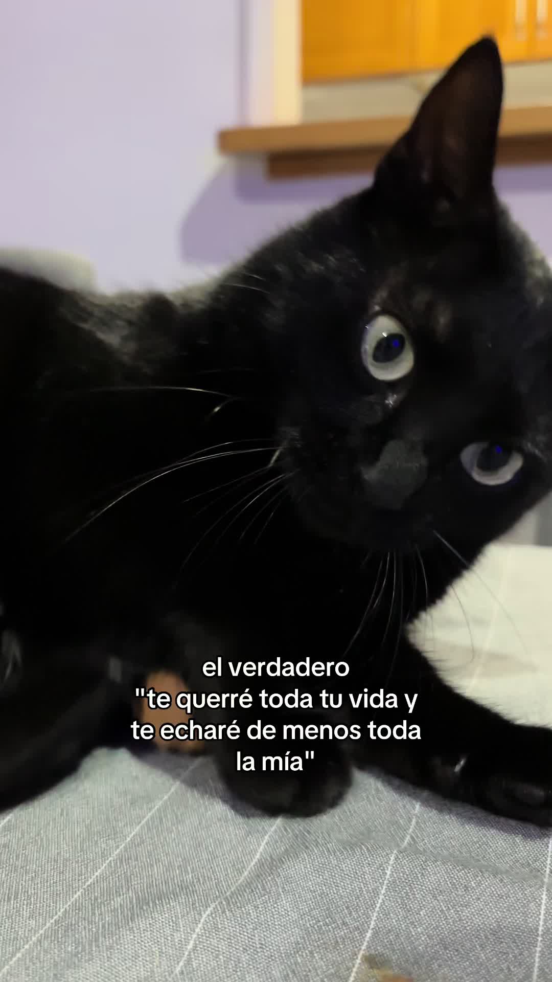 @BlackCatsMatter