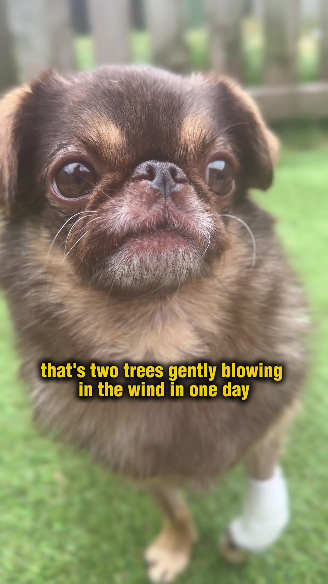 @ChilliThePug