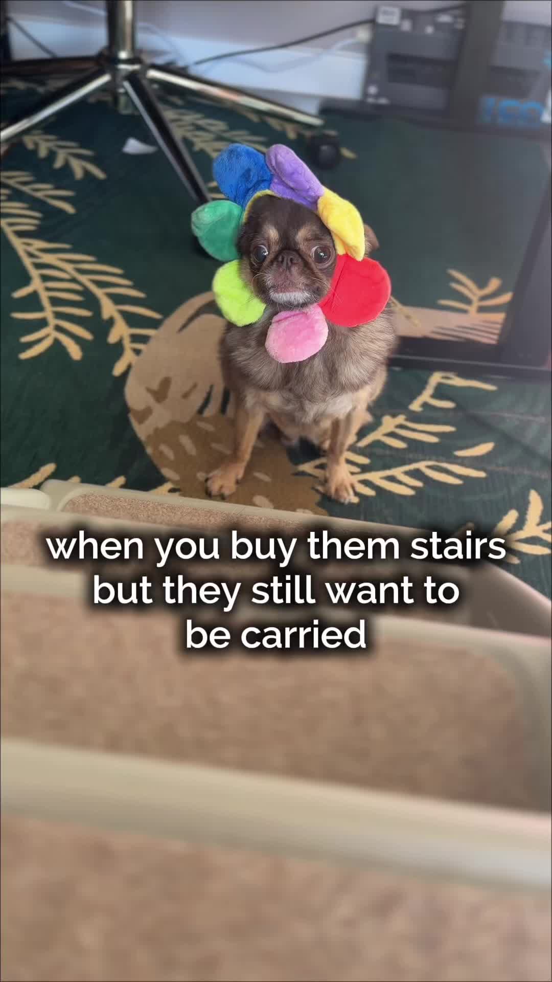 @ChilliThePug