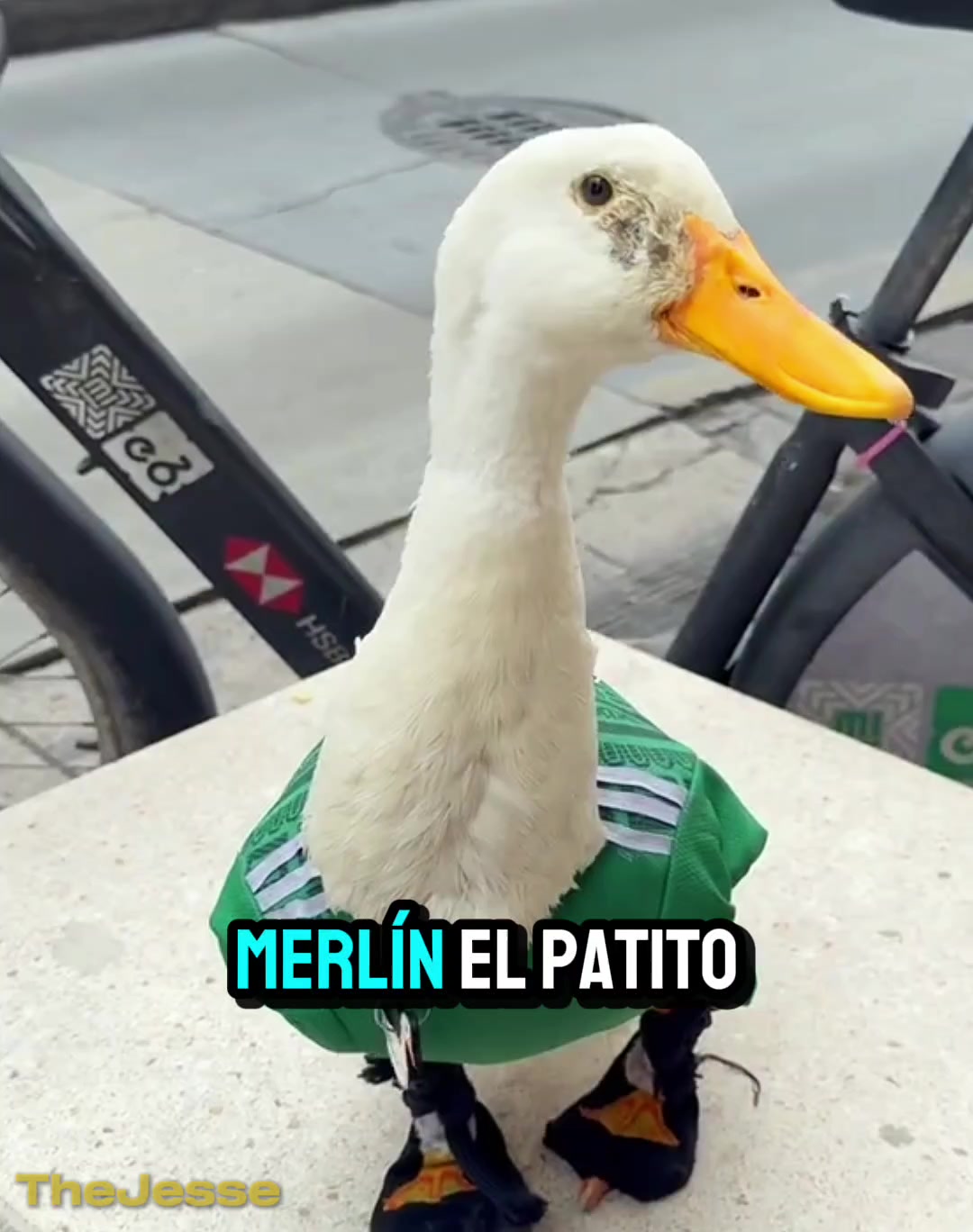 @𝙏𝙝𝙚 𝙅𝙚𝙨𝙨𝙚