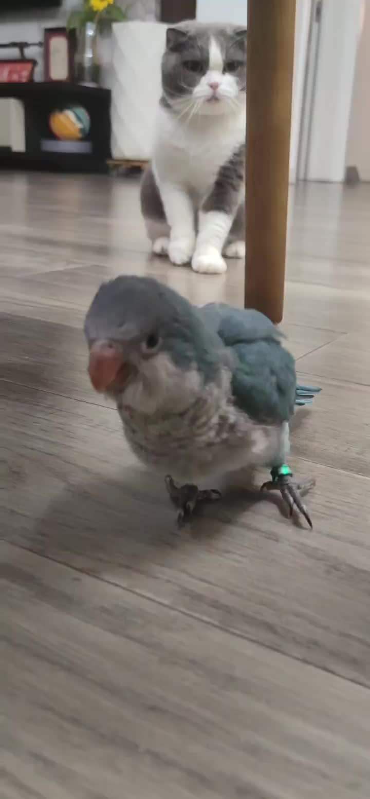 @PAWfamily