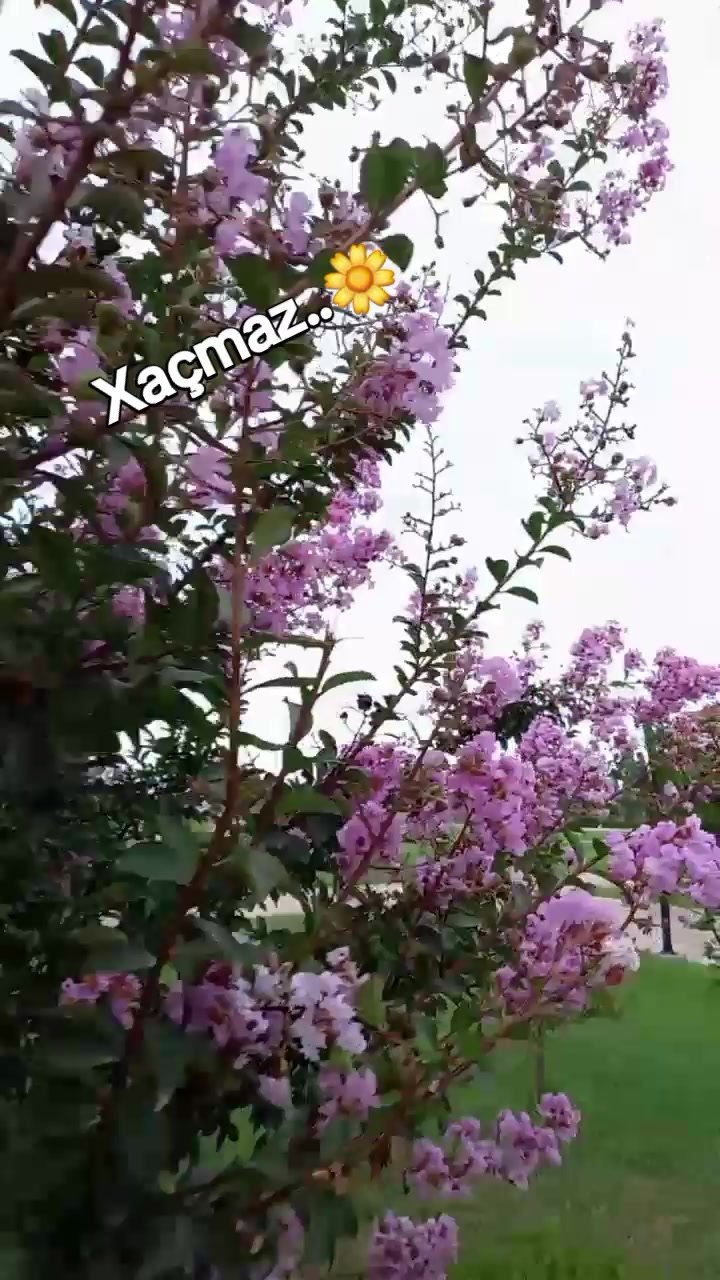 @tənbəl.panda