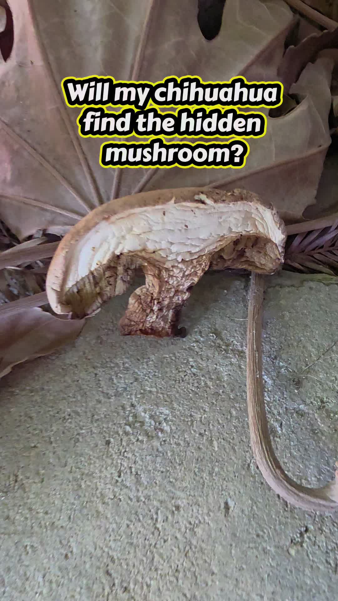@𝕾𝖙𝖊𝖕𝖍𝖆𝖓𝖎𝖊