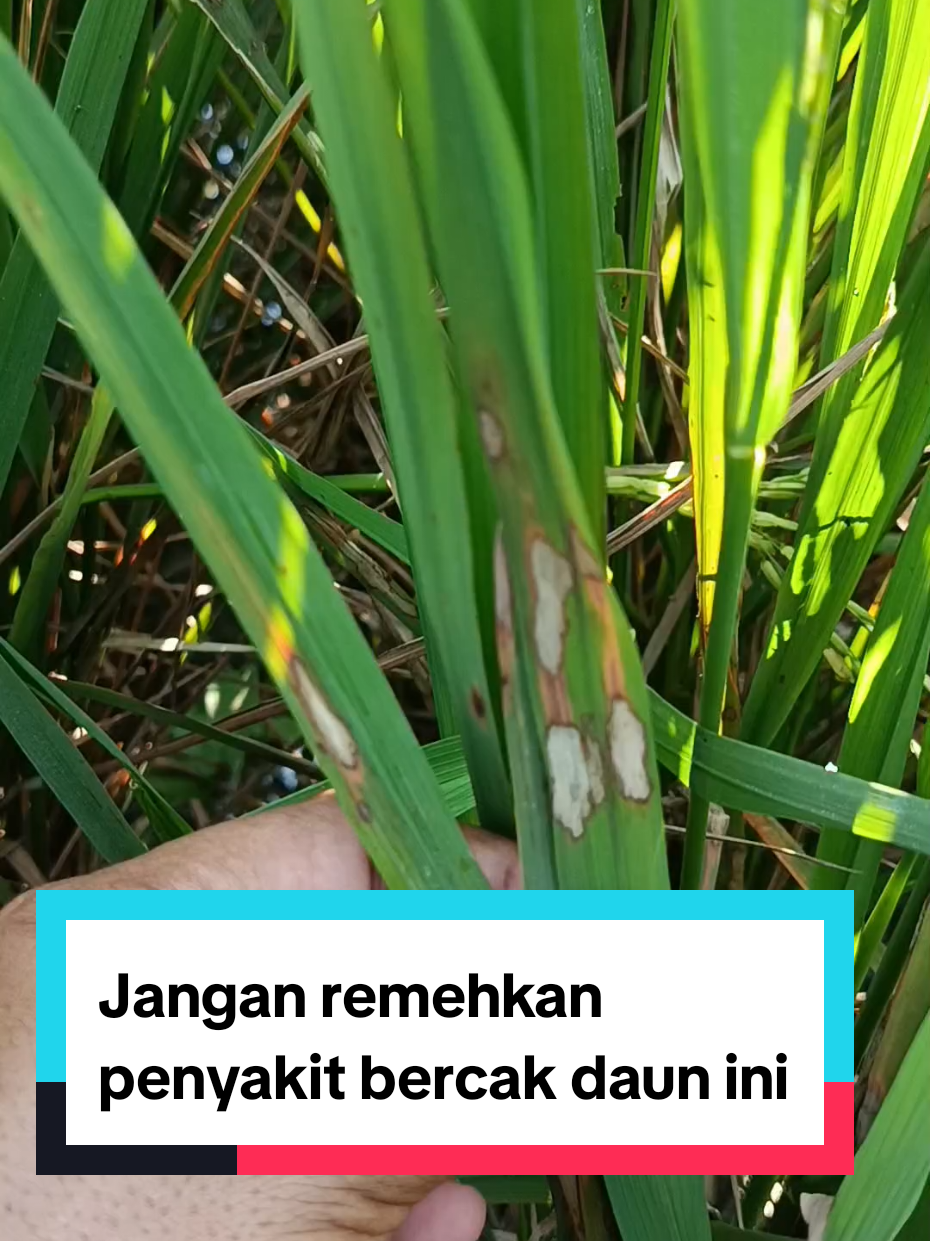 @tanipedia id