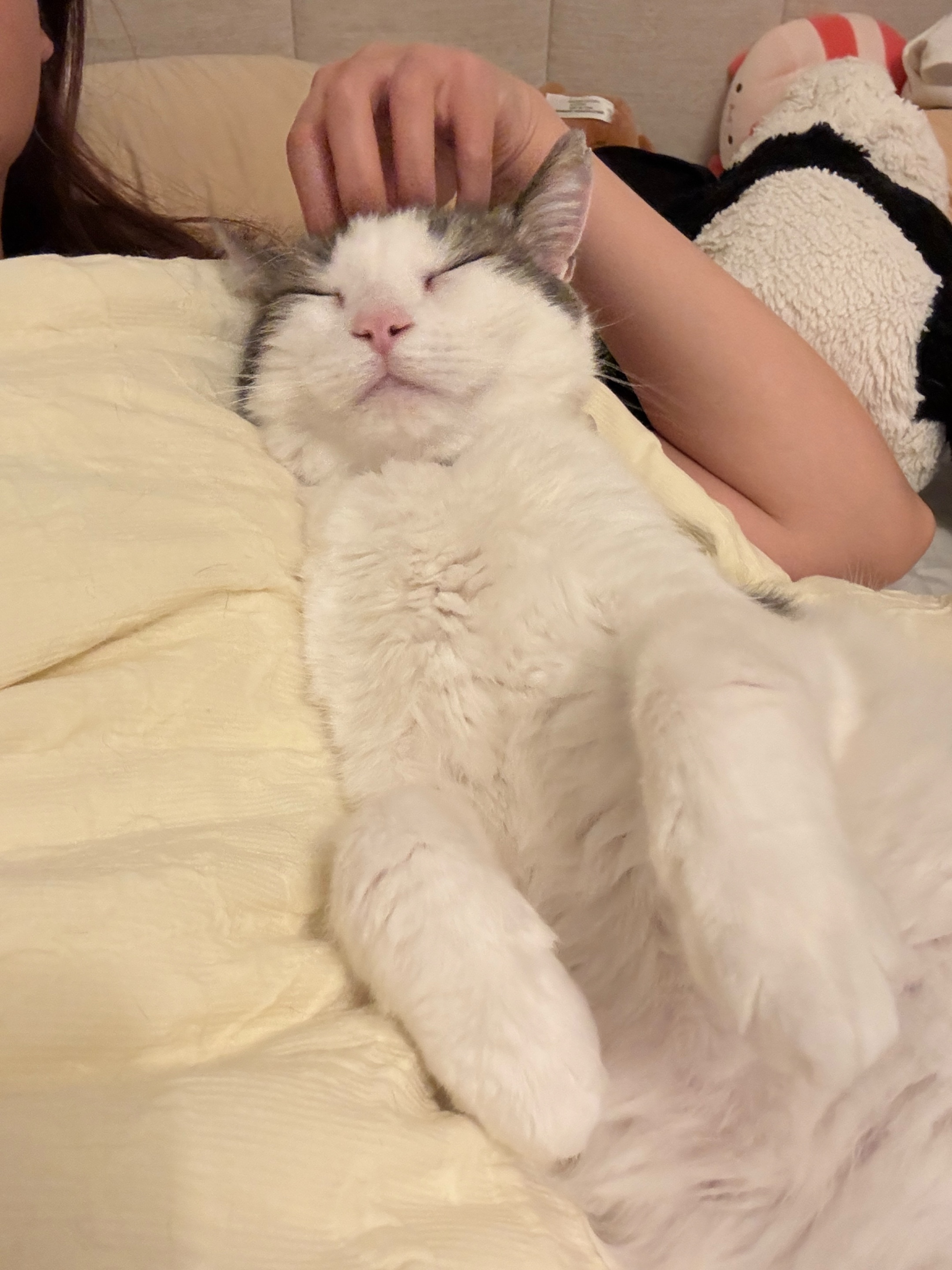 @Mimi Wawa Meow
