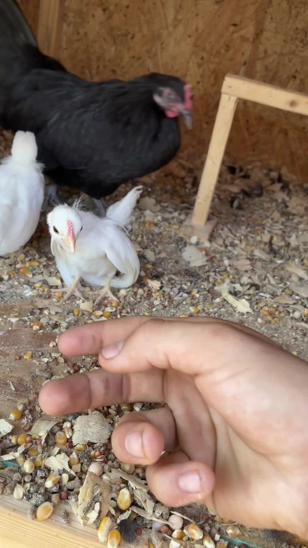 @FARMING.MM56