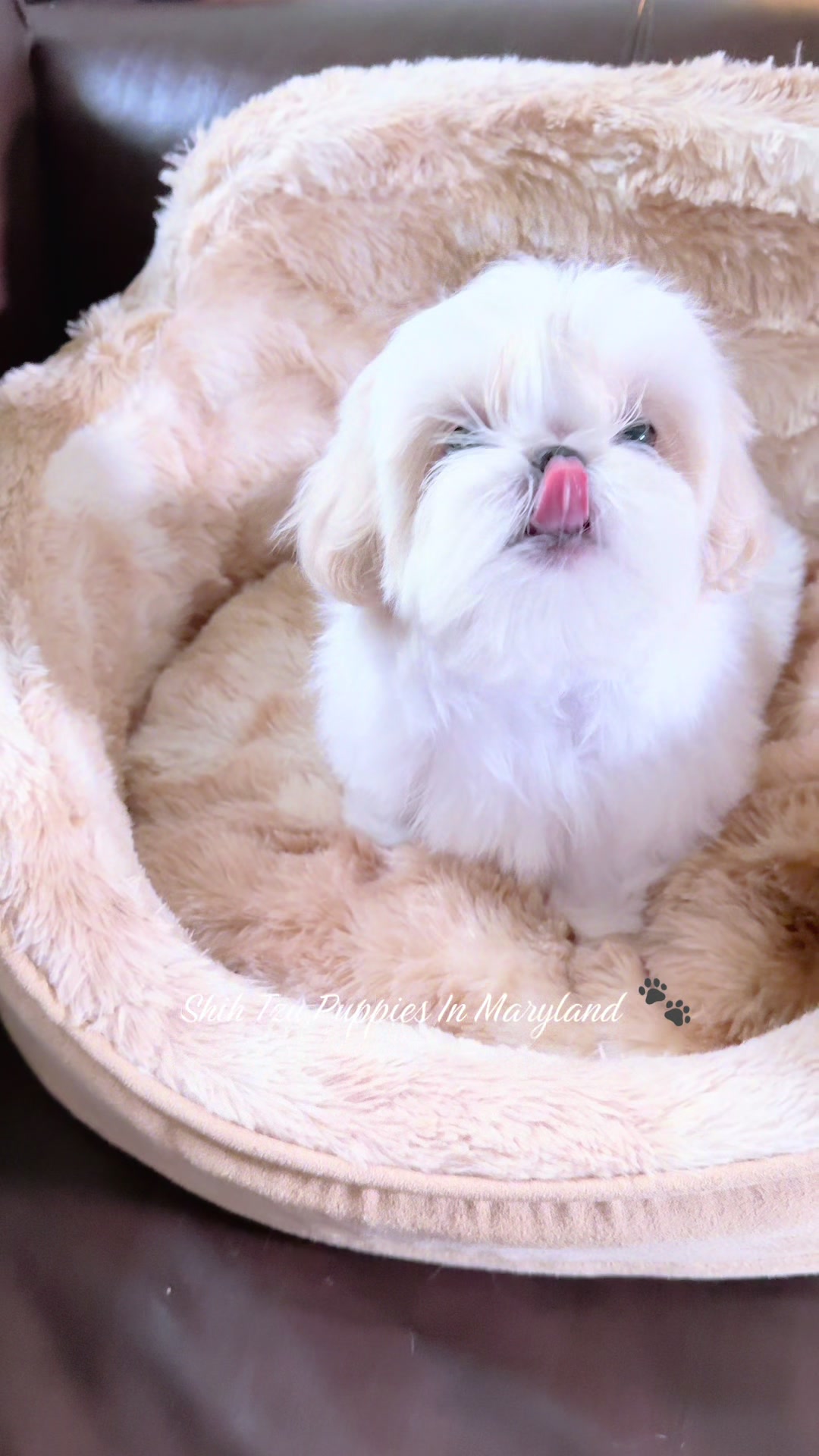 @Shih Tzu Puppies in Maryland
