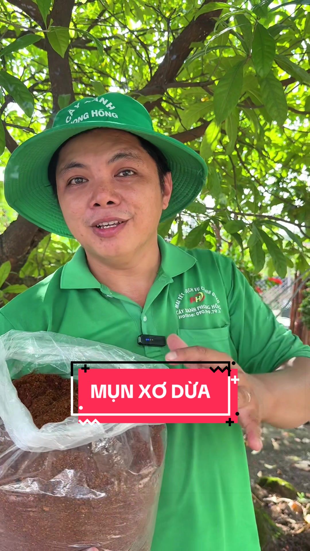 @C&acirc;y Xanh Phong Hồng