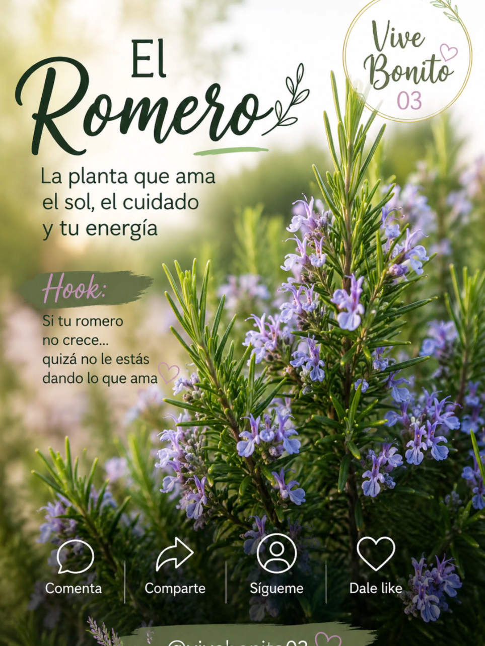 @Vivebonito