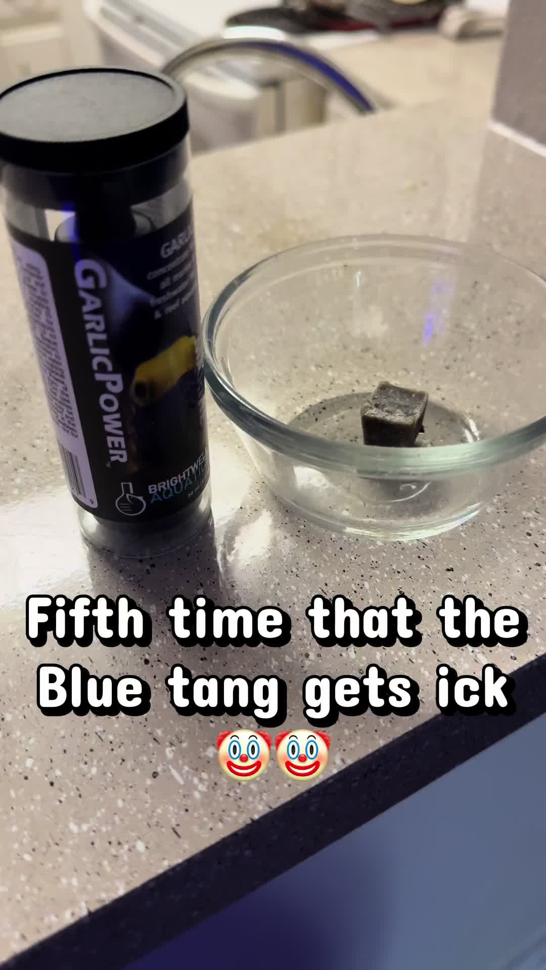 @sohaltangreef