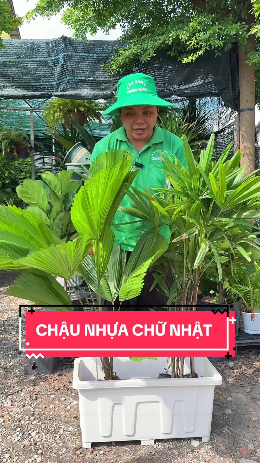 @C&acirc;y Xanh Phong Hồng