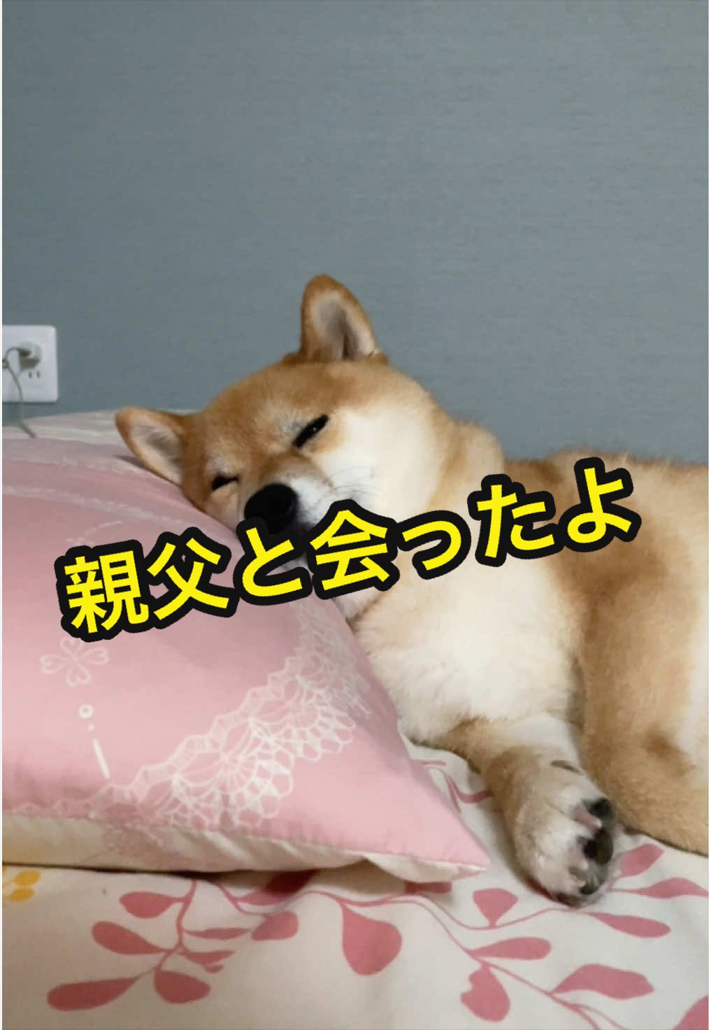 @特に柴犬が好きな人
