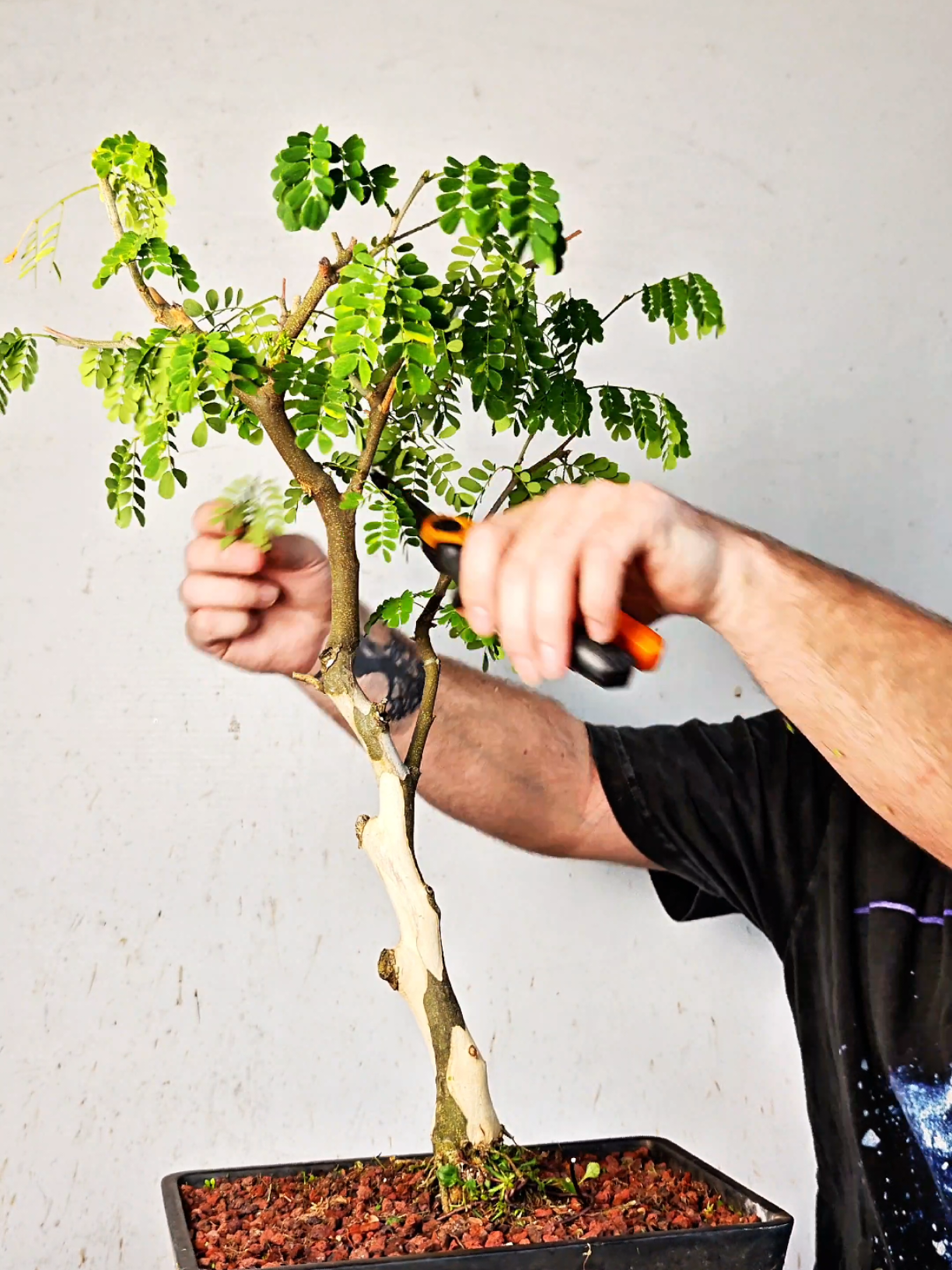 @Bryan Loves Bonsai