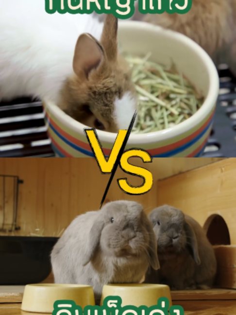 @WelovepetsbyPamornchaiSupply