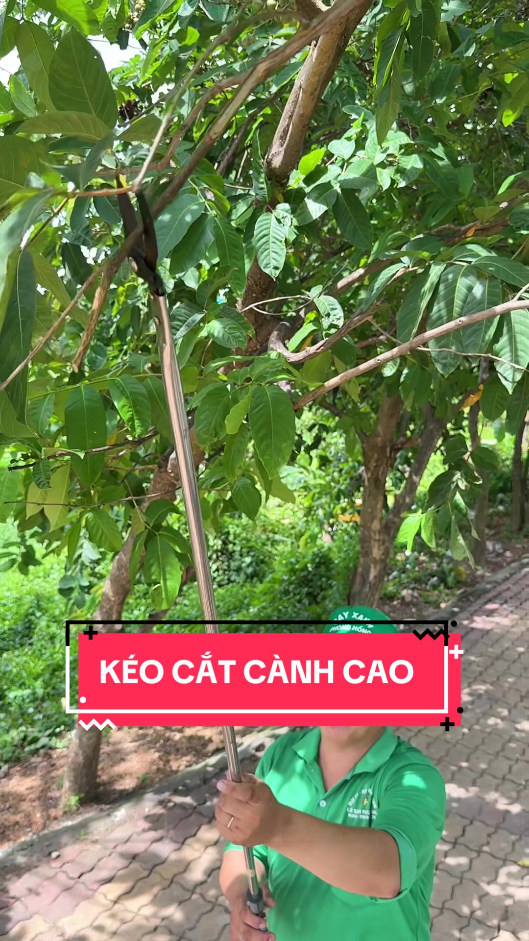 @C&acirc;y Xanh Phong Hồng