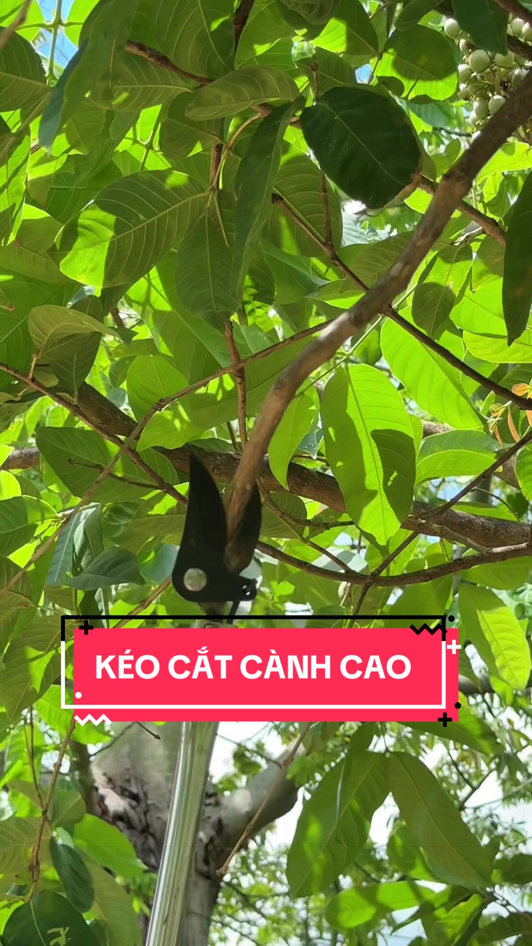 @C&acirc;y Xanh Phong Hồng