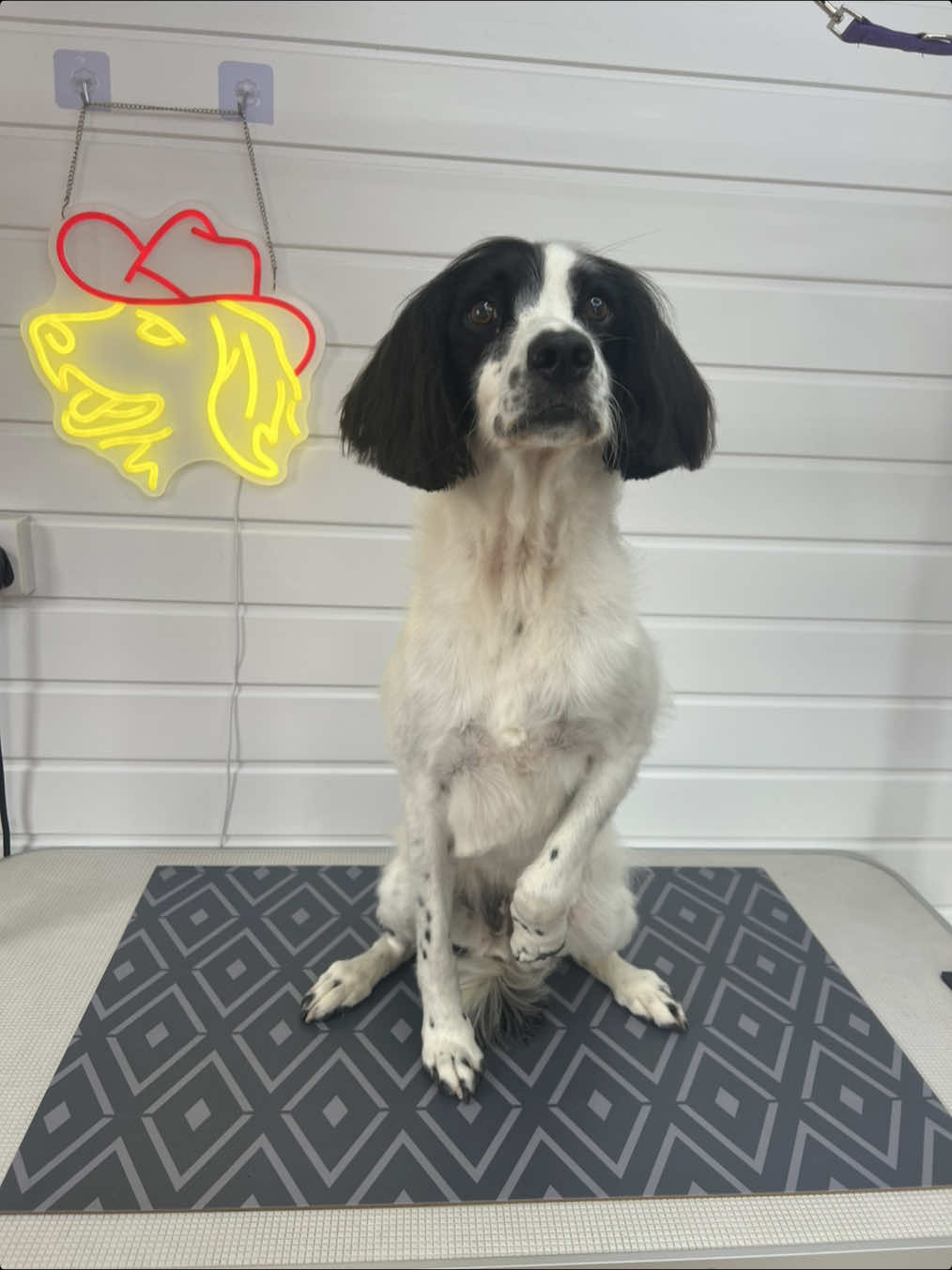 @Sion&rsquo;s Dog Grooming 🐾