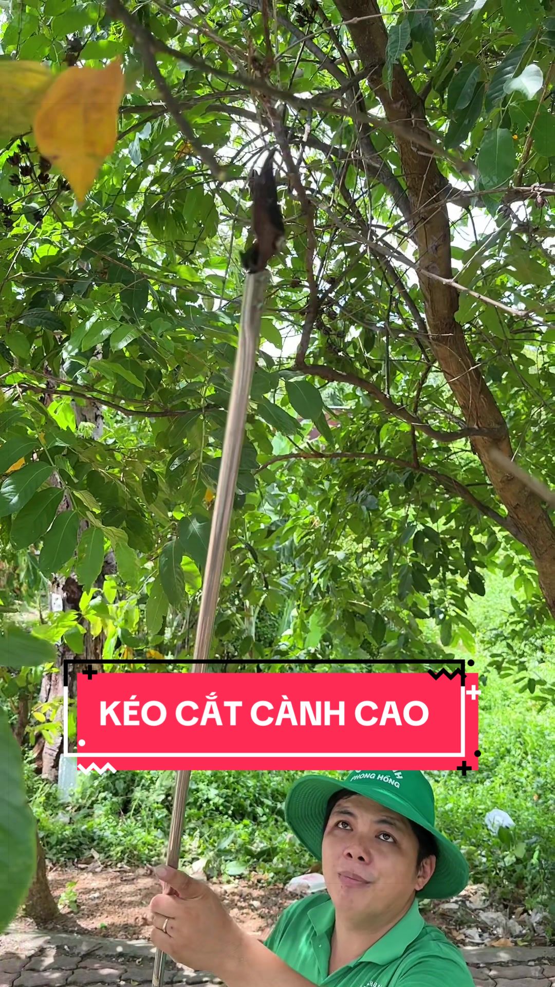 @C&acirc;y Xanh Phong Hồng