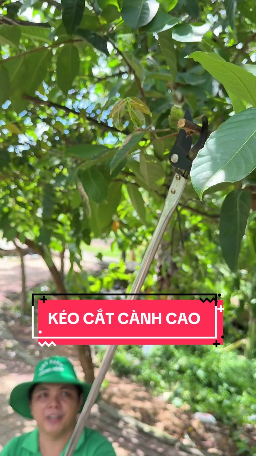 @C&acirc;y Xanh Phong Hồng