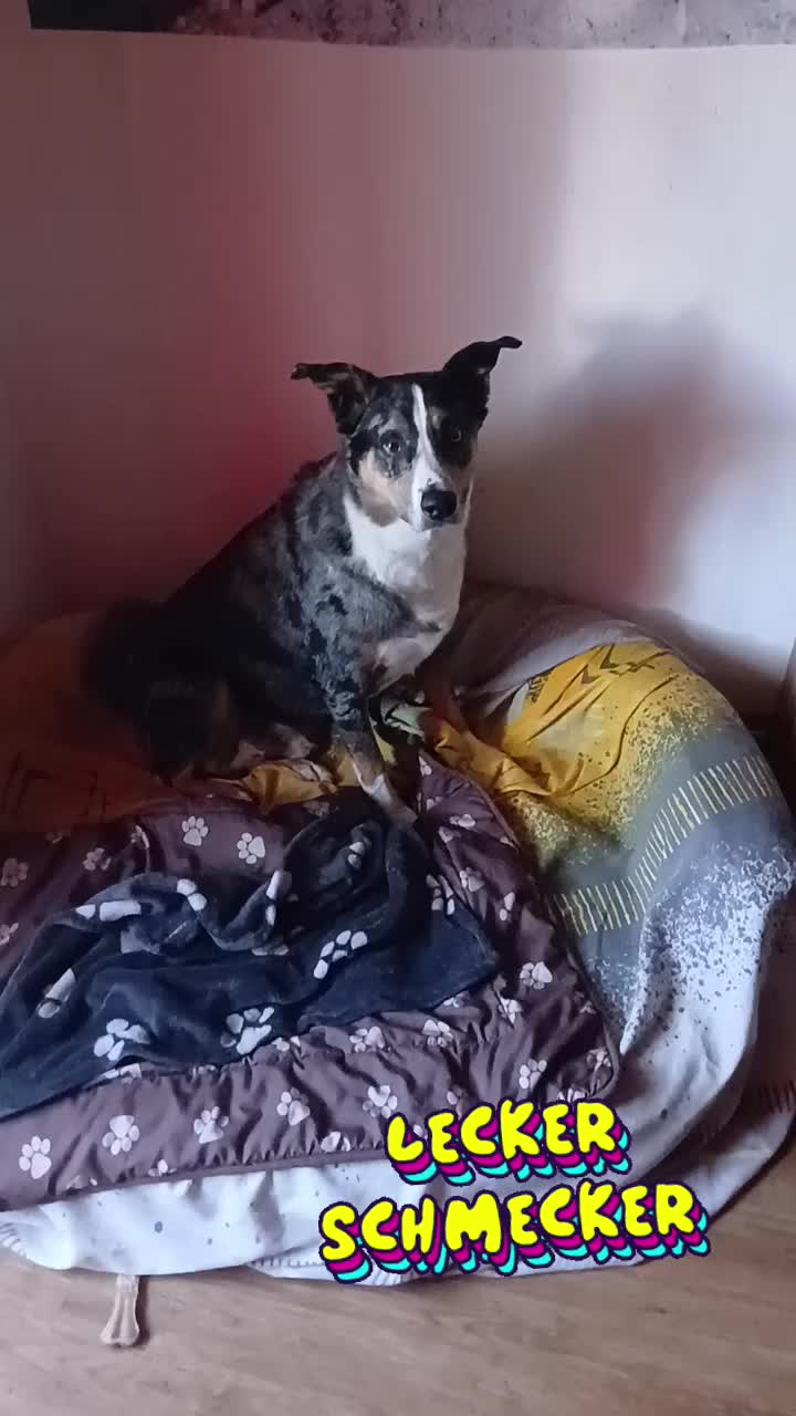 @Buddy the fundog