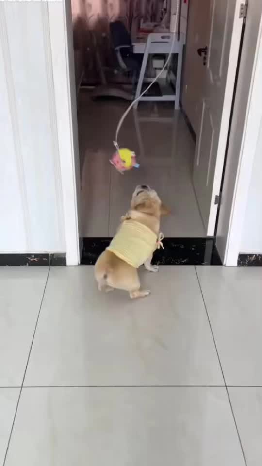 @Paw Stroy