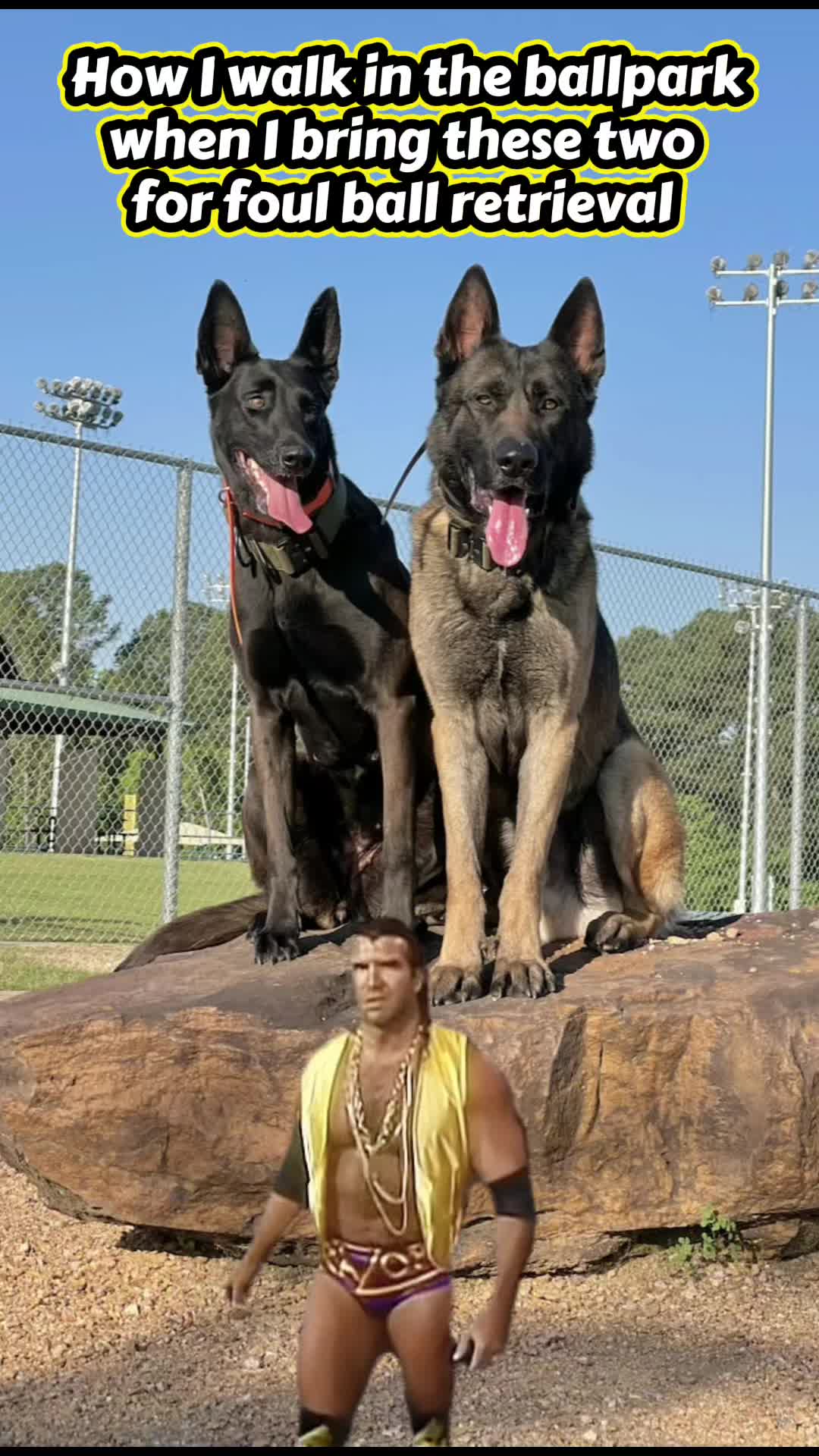 @Malinois Raptor