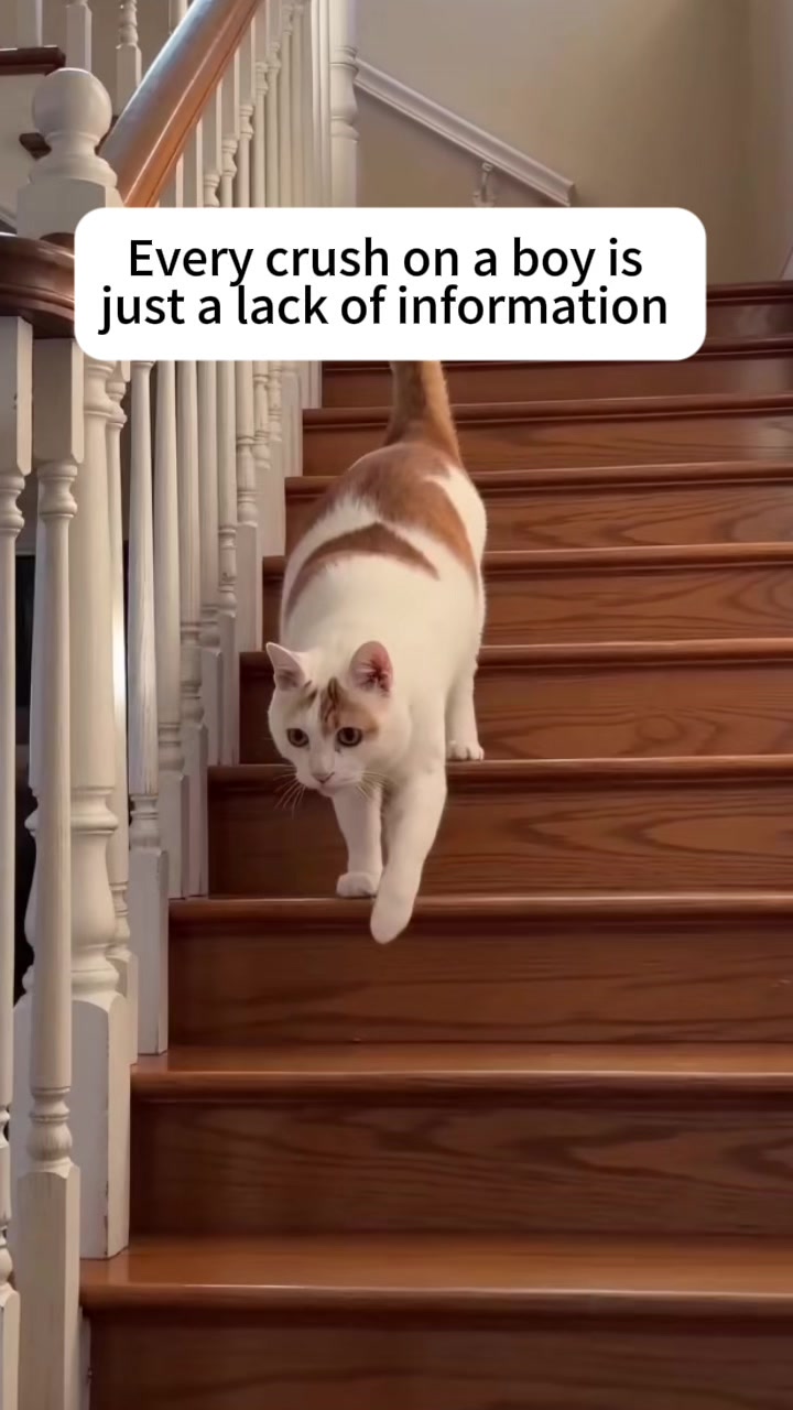 @3 Cats 1 Braincell