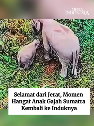 @mediaindonesia