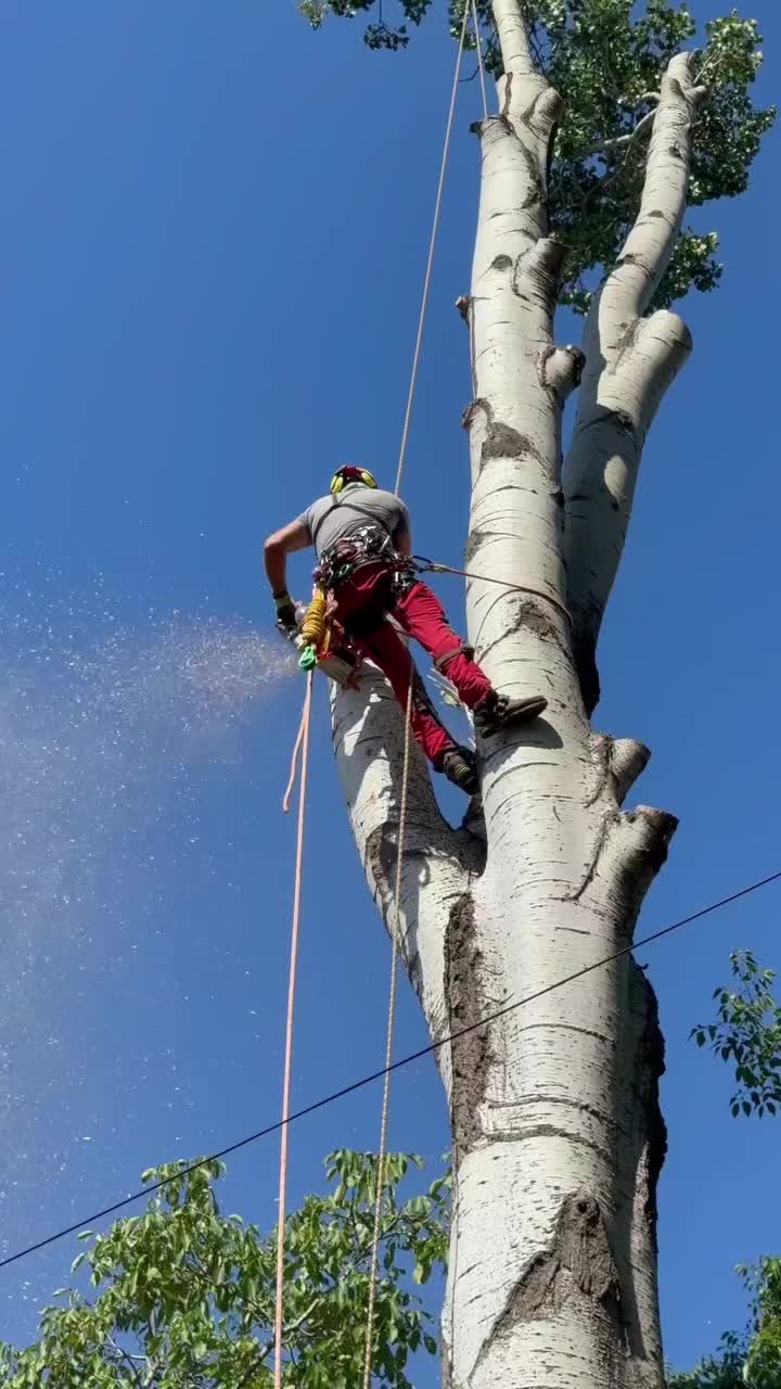@Alex Tree Climber 👷 🇺🇸
