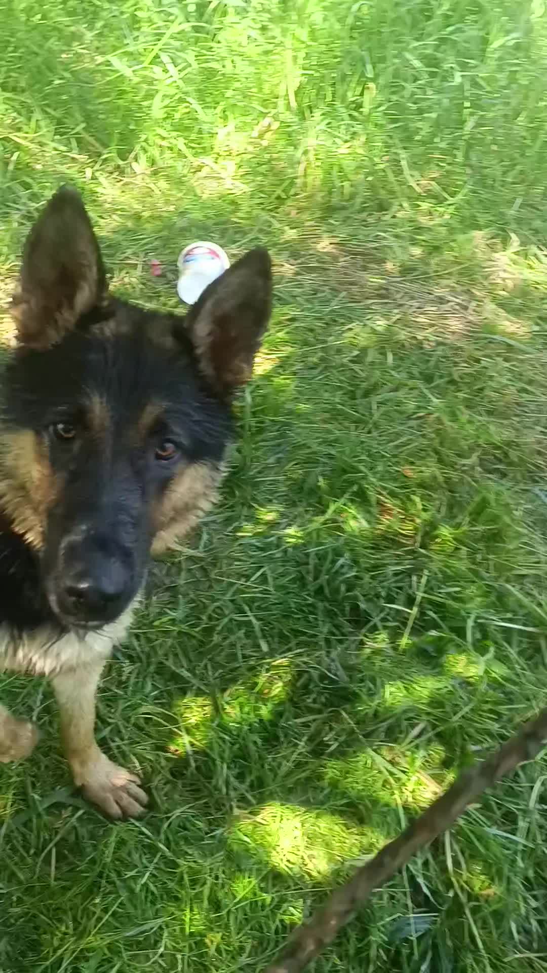 @K9 Working Wolf