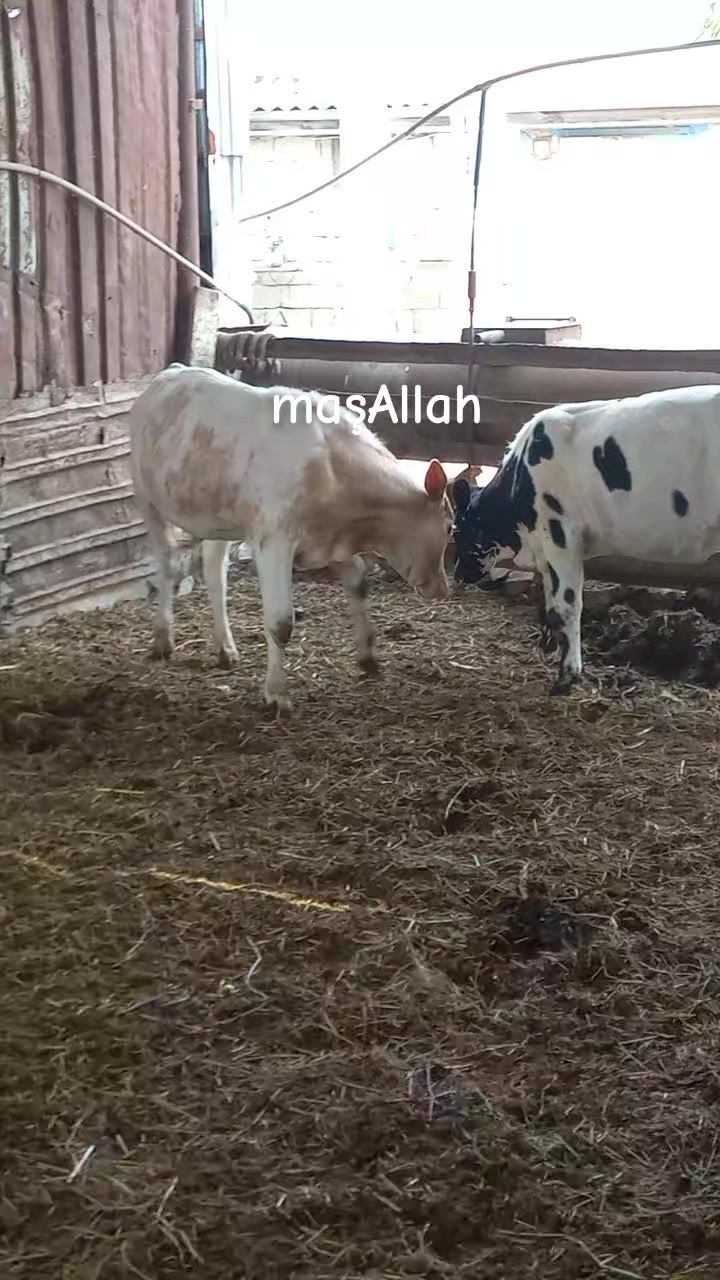 @&Ccedil;&ouml;l.adamı