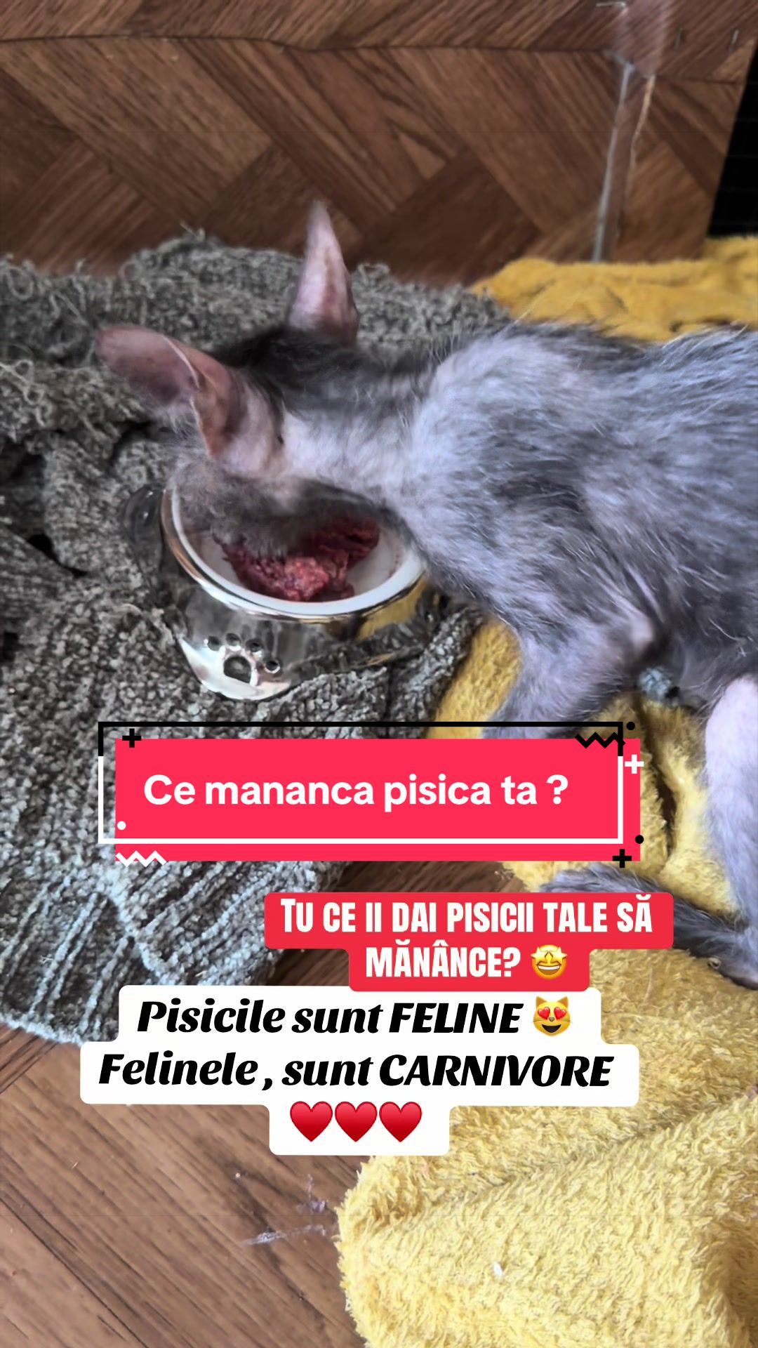@Diana Ciortan Sphynx Romania
