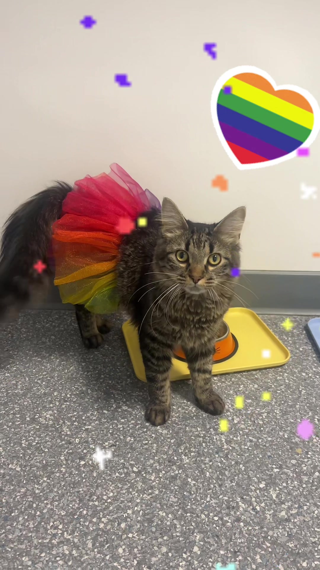@The Fur Seasons Feline Rescue