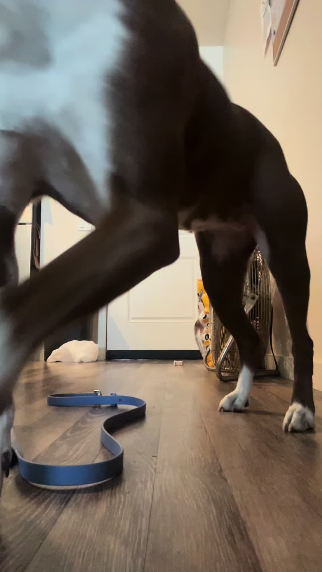 @GBodyGirl🦈